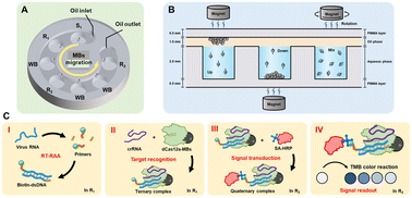 Graphical abstract: Magnetofluid-integrated biosensors based on DNase-dead Cas12a for visual point-of-care testing of HIV-1 by an up and down chip