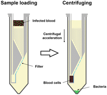 Graphical abstract: Efficient filter-in-centrifuge separation of low-concentration bacteria from blood