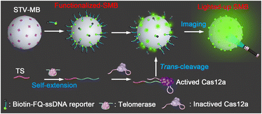 Graphical abstract: Amplification-free detection of telomerase activity at the single-cell level via Cas12a-lighting-up single microbeads (Cas12a-LSMBs)