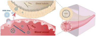 Graphical abstract: Distal renal tubular system-on-a-chip for studying the pathogenesis of influenza A virus-induced kidney injury