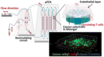 Graphical abstract: Enabling continuous immune cell recirculation on a microfluidic array to study immunotherapeutic interactions in a recapitulated tumour microenvironment