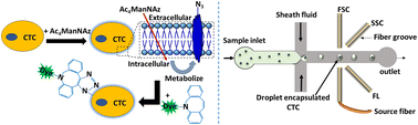 Graphical abstract: Optomicrofluidic detection of cancer cells in peripheral blood via metabolic glycoengineering