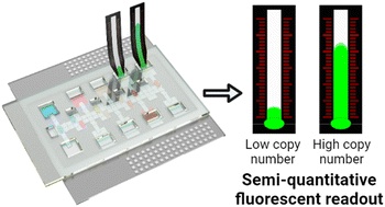 Graphical abstract: Digital microfluidics with distance-based detection – a new approach for nucleic acid diagnostics