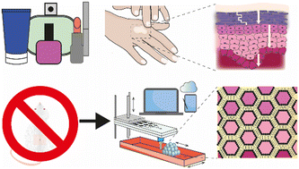 Graphical abstract: Towards skin-on-a-chip for screening the dermal absorption of cosmetics