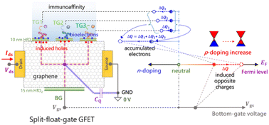 Graphical abstract: Multiplexed immunosensing of cancer biomarkers on a split-float-gate graphene transistor microfluidic biochip