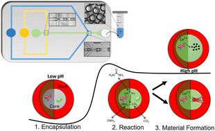 Graphical abstract: A microfluidic double emulsion platform for spatiotemporal control of pH and particle synthesis