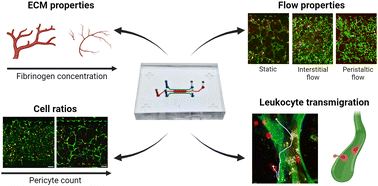Graphical abstract: Self-assembled and perfusable microvasculature-on-chip for modeling leukocyte trafficking