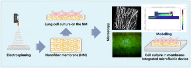 Graphical abstract: A hybrid fluorescent nanofiber membrane integrated with microfluidic chips towards lung-on-a-chip applications