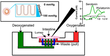 Graphical abstract: A microfluidic chip for sustained oxygen gradient formation in the intestine ex vivo