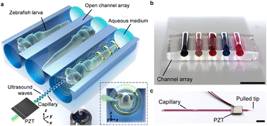 Graphical abstract: A vibrating capillary for ultrasound rotation manipulation of zebrafish larvae