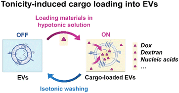 Graphical abstract: Tonicity-induced cargo loading into extracellular vesicles