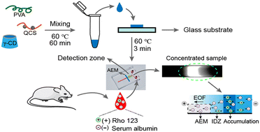 Graphical abstract: High-performance cation electrokinetic concentrator based on a γ-CD/QCS/PVA composite and microchip for evaluating the activity of P-glycoprotein without any interference from serum albumin