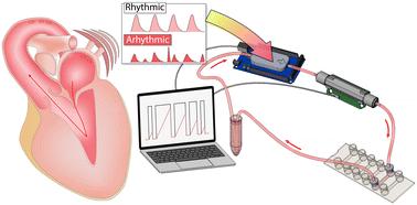 Graphical abstract: A microfluidic model to study the effects of arrhythmic flows on endothelial cells