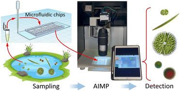Graphical abstract: An automated and intelligent microfluidic platform for microalgae detection and monitoring
