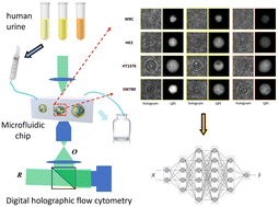 Graphical abstract: Screening for urothelial carcinoma cells in urine based on digital holographic flow cytometry through machine learning and deep learning methods