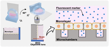 Graphical abstract: Horizontal and vertical microchamber platforms for evaluation of the paracellular permeability of an epithelial cell monolayer