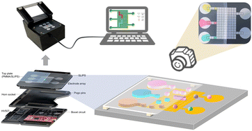 Graphical abstract: Droplet manipulation on an adjustable closed-open digital microfluidic system utilizing asymmetric EWOD
