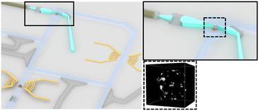 Graphical abstract: Acousto-optofluidic 3D single cell imaging of macrophage phagocytosis of Pseudomonas Aeruginosa