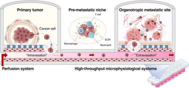 Graphical abstract: Understanding organotropism in cancer metastasis using microphysiological systems
