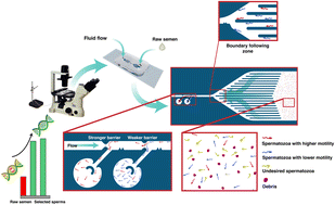 Graphical abstract: Bio-inspired progressive motile sperm separation using joint rheotaxis and boundary-following behavior