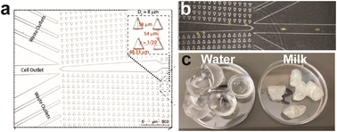 Graphical abstract: Rapid cell isolation in breastmilk in a non-clinical setting by a deterministic lateral displacement device and selective water and fat absorption