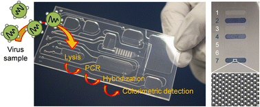 Graphical abstract: Centrifugal microfluidic system for colorimetric sample-to-answer detection of viral pathogens