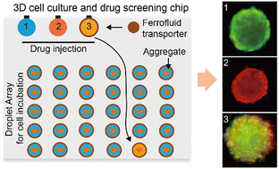 Graphical abstract: On-chip droplet analysis and cell spheroid screening by capillary wrapping enabled shape-adaptive ferrofluid transporters