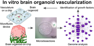Graphical abstract: Deciphering potential vascularization factors of on-chip co-cultured hiPSC-derived cerebral organoids