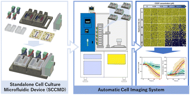 Graphical abstract: Standalone cell culture microfluidic device-based microphysiological system for automated cell observation and application in nephrotoxicity tests