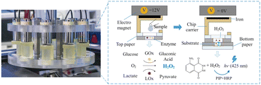 Graphical abstract: High sensitivity and automatic chemiluminescence detection of glucose and lactate using a spin-disc paper-based device