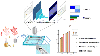 Graphical abstract: A microfluidic microalgae detection system for cellular physiological response based on an object detection algorithm