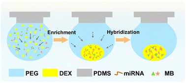 Graphical abstract: Integrated phase separation in microliter droplets for ultratrace-enriching biomarker analysis