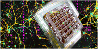 Graphical abstract: A microphysiological system for parallelized morphological and electrophysiological read-out of 3D neuronal cell culture