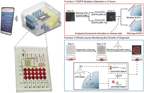 Graphical abstract: A dual-functional microfluidic chip for guiding personalized lung cancer medicine: combining EGFR mutation detection and organoid-based drug response test