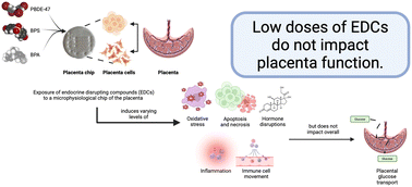 Graphical abstract: Endocrine-disrupting compounds and their impact on human placental function: evidence from placenta organ-on-chip studies