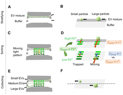 Graphical abstract: Nanoscale sorting of extracellular vesicles via optically-induced dielectrophoresis on an integrated microfluidic system