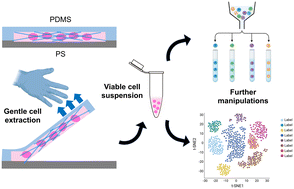 Graphical abstract: Reversibly-bonded microfluidic devices for stable cell culture and rapid, gentle cell extraction