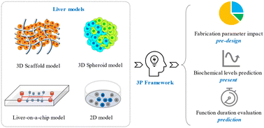 Graphical abstract: Assessing bioartificial organ function: the 3P model framework and its validation