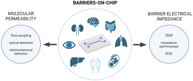 Graphical abstract: Bridging barriers: advances and challenges in modeling biological barriers and measuring barrier integrity in organ-on-chip systems