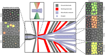 Graphical abstract: SeParate: multiway fluorescence-activated droplet sorting based on integration of serial and parallel triaging concepts