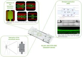 Graphical abstract: Tuneable hydrogel patterns in pillarless microfluidic devices