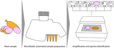 Graphical abstract: Fast and on-site animal species identification in processed meat via centrifugal microfluidics and isothermal amplification