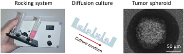 Graphical abstract: Rocking- and diffusion-based culture of tumor spheroids-on-a-chip