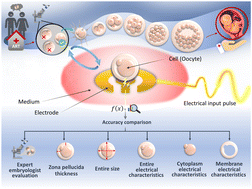 Graphical abstract: Simple bioelectrical microsensor: oocyte quality prediction via membrane electrophysiological characterization