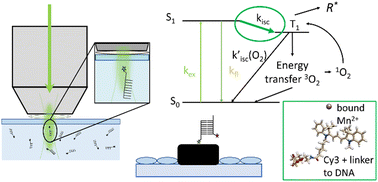 Graphical abstract: New buffer systems for photopainting of single biomolecules