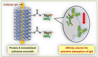 Graphical abstract: Functionalized cellulose monolith based affinity chromatography columns for efficient separation of protein molecules