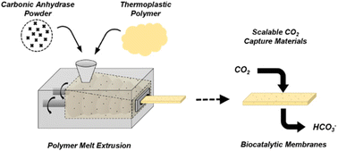 Graphical abstract: Melt stability of carbonic anhydrase in polyethylene oxide for extrusion of protein–polymer composite materials