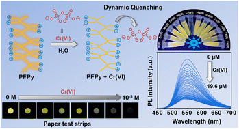 Graphical abstract: Dynamic quenching mechanism based optical detection of carcinogenic Cr(vi) in water and on economical paper test strips via a conjugated polymer