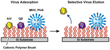Graphical abstract: Virus adsorption and elution using cationic polymer brushes: potential applications for passive sampling in wastewater-based epidemiology