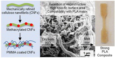 Graphical abstract: Strengthening polylactic acid (PLA) composites with poly(methyl methacrylate)-functionalized cellulose nanofibrils created through grafting-through emulsion polymerization